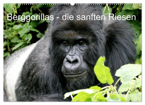 Berggorillas - die sanften Riesen (Wandkalender 2026 DIN A2 quer), CALVENDO Monatskalender
