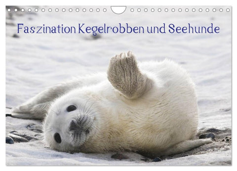 Faszination Kegelrobben und Seehunde 2026 (Wandkalender 2026 DIN A4 quer), CALVENDO Monatskalender