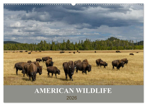American Wildlife (Wandkalender 2026 DIN A2 quer), CALVENDO Monatskalender