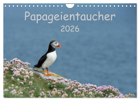 Papageientaucher 2026 (Wandkalender 2026 DIN A4 quer), CALVENDO Monatskalender