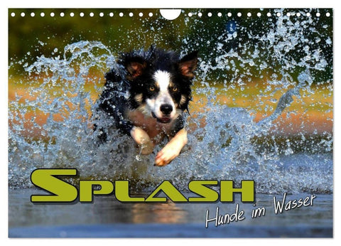 SPLASH - Hunde im Wasser (Wandkalender 2027 DIN A4 quer), CALVENDO Monatskalender