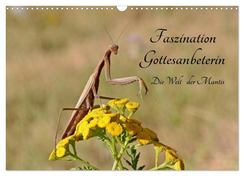 Faszination Gottesanbeterin - Die Welt der Mantis (Wandkalender 2027 DIN A3 quer), CALVENDO Monatskalender