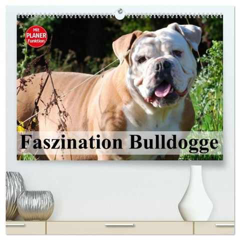 Faszination Bulldogge (hochwertiger Premium Wandkalender 2027 DIN A2 quer), Kunstdruck in Hochglanz
