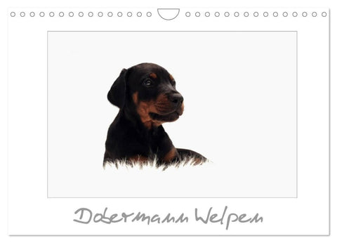 Dobermann Welpen (Wandkalender 2026 DIN A4 quer), CALVENDO Monatskalender