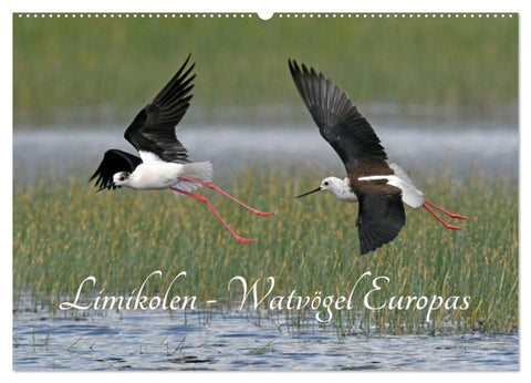 Limikolen - Watvögel Europas (Wandkalender 2027 DIN A2 quer), CALVENDO Monatskalender