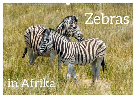Zebras in Afrika (Wandkalender 2027 DIN A2 quer), CALVENDO Monatskalender
