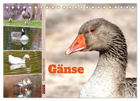 Gänse, geselliges Federvieh (Tischkalender 2026 DIN A5 quer), CALVENDO Monatskalender