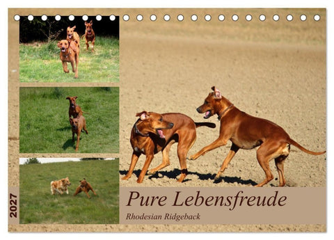 Rhodesian Ridgeback, Pure Lebensfreude (Tischkalender 2027 DIN A5 quer), CALVENDO Monatskalender