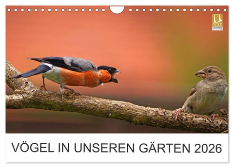 Vögel in unseren Gärten 2026 (Wandkalender 2026 DIN A4 quer), CALVENDO Monatskalender