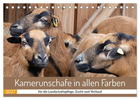 Kamerunschafe in allen Farben (Tischkalender 2027 DIN A5 quer), CALVENDO Monatskalender
