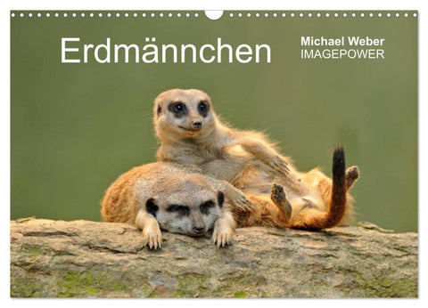 Erdmännchen - Tierkinder (Wandkalender 2026 DIN A3 quer), CALVENDO Monatskalender