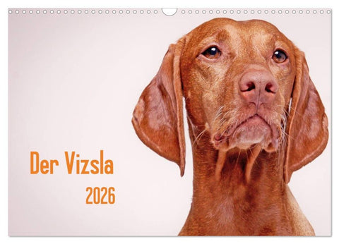 Der Vizsla 2026 (Wandkalender 2026 DIN A3 quer), CALVENDO Monatskalender