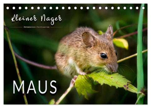 Kleiner Nager - Maus (Tischkalender 2027 DIN A5 quer), CALVENDO Monatskalender