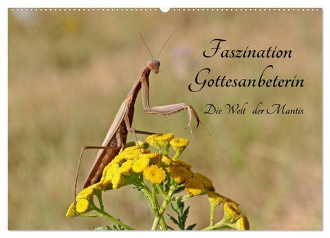Faszination Gottesanbeterin - Die Welt der Mantis (Wandkalender 2026 DIN A2 quer), CALVENDO Monatskalender