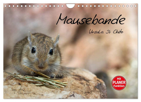 Mausebande (Wandkalender 2026 DIN A4 quer), CALVENDO Monatskalender