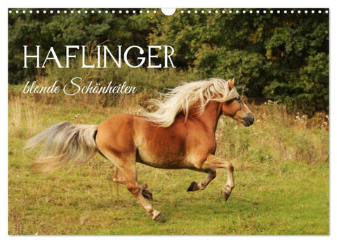 Haflinger - blonde Schönheiten (Wandkalender 2027 DIN A3 quer), CALVENDO Monatskalender