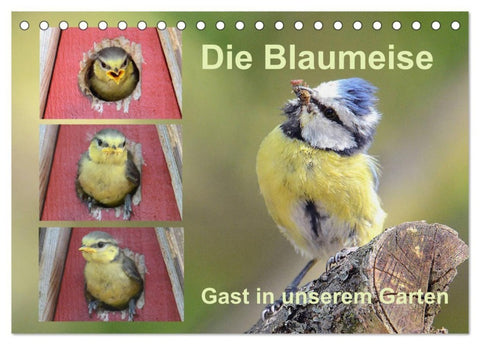 Die Blaumeise, Gast in unserem Garten (Tischkalender 2027 DIN A5 quer), CALVENDO Monatskalender