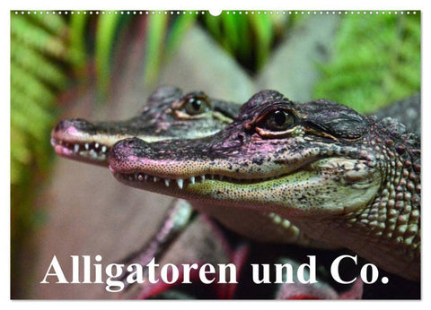 Alligatoren und Co. (Wandkalender 2026 DIN A2 quer), CALVENDO Monatskalender
