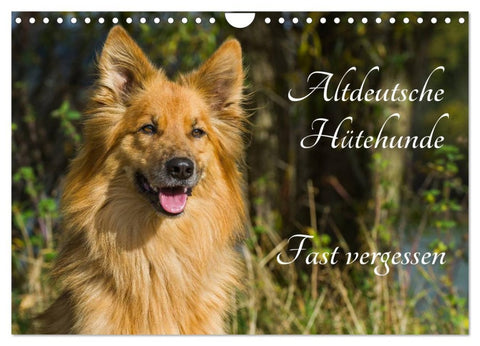 Altdeutsche Hütehunde - Fast vergessen (Wandkalender 2026 DIN A4 quer), CALVENDO Monatskalender