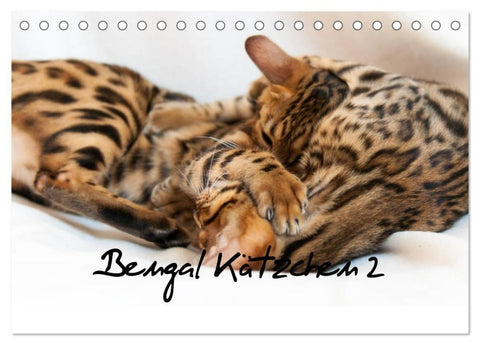 Bengal Kätzchen 2 (Tischkalender 2027 DIN A5 quer), CALVENDO Monatskalender