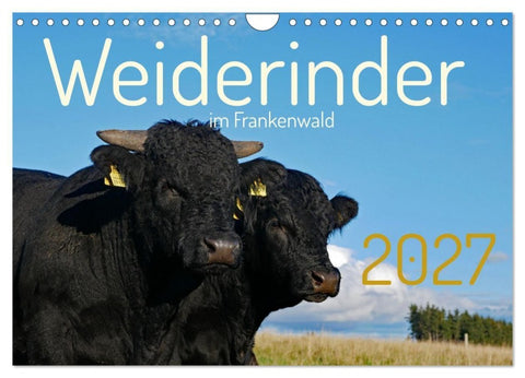 Weiderinder im Frankenwald (Wandkalender 2027 DIN A4 quer), CALVENDO Monatskalender