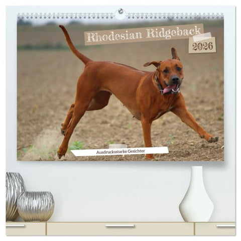 Rhodesian Ridgeback - Ausdrucksstarke Gesichter (hochwertiger Premium Wandkalender 2026 DIN A2 quer), Kunstdruck in Hochglanz