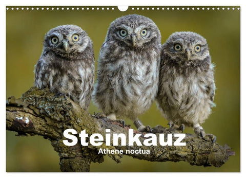 Steinkäuze (Athene noctua) (Wandkalender 2027 DIN A3 quer), CALVENDO Monatskalender