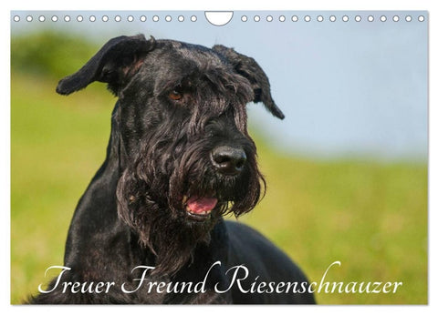 Treuer Freund Riesenschnauzer (Wandkalender 2027 DIN A4 quer), CALVENDO Monatskalender