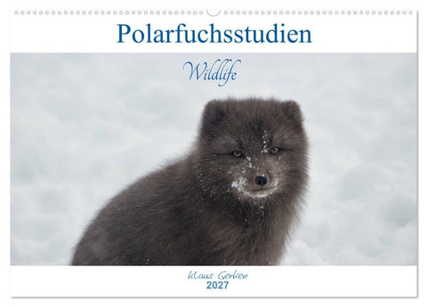 Polarfuchsstudien Wildlife (Wandkalender 2027 DIN A2 quer), CALVENDO Monatskalender