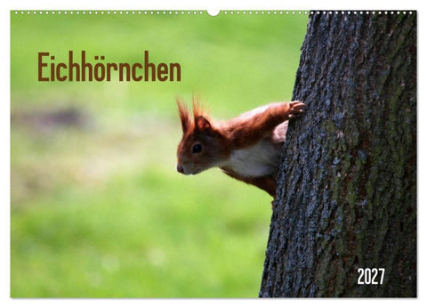 Eichhörnchen (Wandkalender 2027 DIN A2 quer), CALVENDO Monatskalender