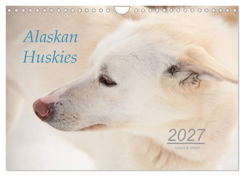 Alaskan Huskies (Wandkalender 2027 DIN A4 quer), CALVENDO Monatskalender