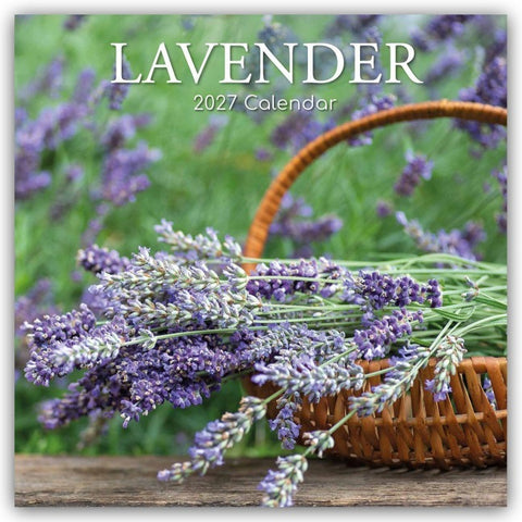 Lavender – Lavendel 2027 – 16-Monatskalender