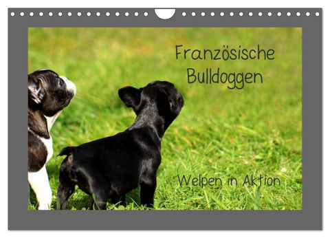 Französische Bulldoggen (Wandkalender 2026 DIN A4 quer), CALVENDO Monatskalender