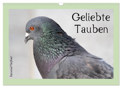 Geliebte Tauben (Wandkalender 2026 DIN A3 quer), CALVENDO Monatskalender