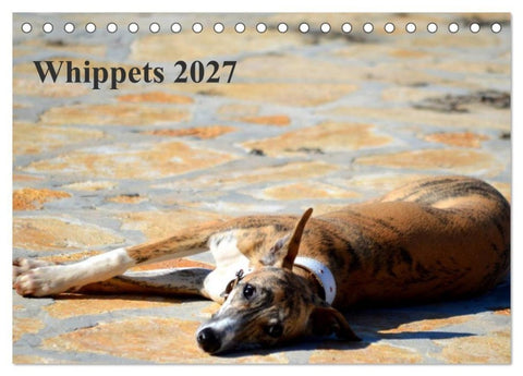 Whippet 2027 (Tischkalender 2027 DIN A5 quer), CALVENDO Monatskalender