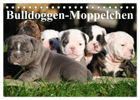 Bulldoggen-Moppelchen (Tischkalender 2026 DIN A5 quer), CALVENDO Monatskalender