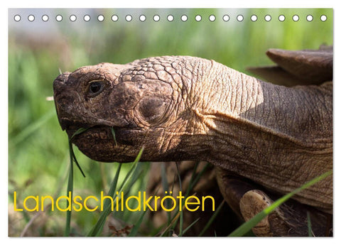 Landschildkröten (Tischkalender 2027 DIN A5 quer), CALVENDO Monatskalender