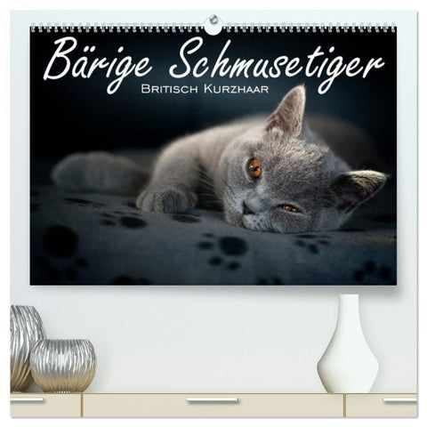 Bärige Schmusetiger - Britisch Kurzhaar / CH-Version (hochwertiger Premium Wandkalender 2026 DIN A2 quer), Kunstdruck in Hochglanz