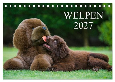 Welpen 2027 (Tischkalender 2027 DIN A5 quer), CALVENDO Monatskalender