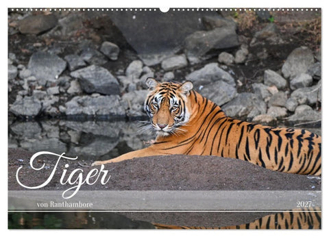 Tiger von Ranthambore (Wandkalender 2027 DIN A2 quer), CALVENDO Monatskalender