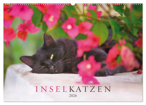 Inselkatzen (Wandkalender 2026 DIN A2 quer), CALVENDO Monatskalender