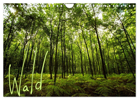 Wald (Wandkalender 2026 DIN A4 quer), CALVENDO Monatskalender