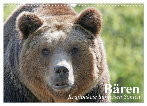 Bären. Kraftpakete auf leisen Sohlen (Wandkalender 2026 DIN A3 quer), CALVENDO Monatskalender