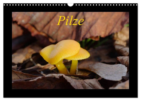 Pilze (Wandkalender 2027 DIN A3 quer), CALVENDO Monatskalender