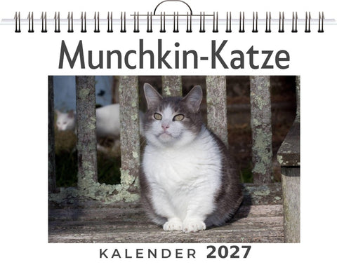 Munchkin-Katze