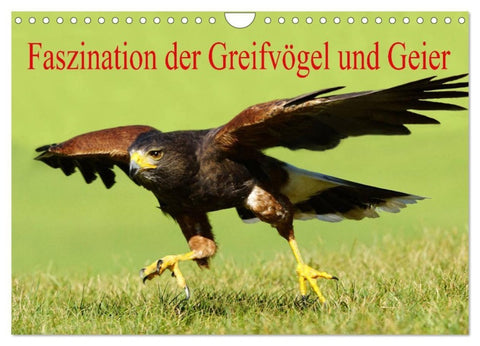 Faszination der Greifvögel und Geier (Wandkalender 2027 DIN A4 quer), CALVENDO Monatskalender