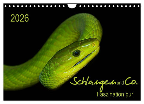 Schlangen und Co. - Faszination pur (Wandkalender 2026 DIN A4 quer), CALVENDO Monatskalender