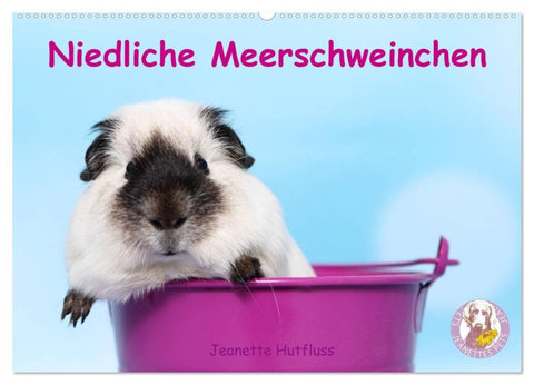 Niedliche Meerschweinchen (Wandkalender 2027 DIN A2 quer), CALVENDO Monatskalender