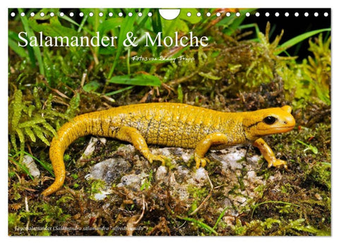 Salamander und Molche (Wandkalender 2026 DIN A4 quer), CALVENDO Monatskalender