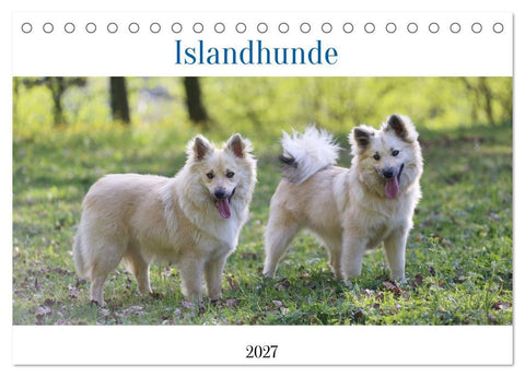 Islandhunde (Tischkalender 2027 DIN A5 quer), CALVENDO Monatskalender